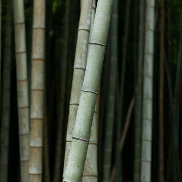 About us tree roots image bamboo